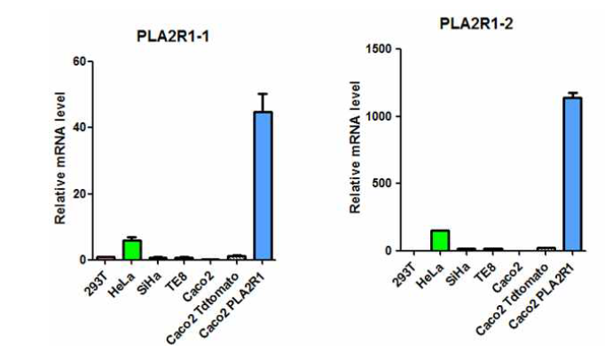 qRT-PCR로 PLA2R1 발현 확인