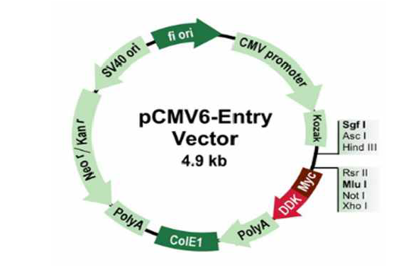 pCMV6-Entry Vector의 multiple cloning site