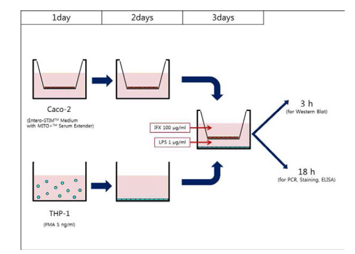 Caco-2세포와 THP-1의 공배양 및 약물처리