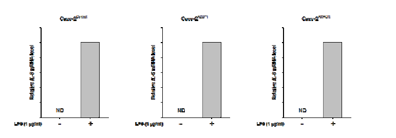 Control vector 및 AEBP1, AMACR 단백질 과발현 Caco-2 세포에서 LPS에 의한 IL-8 mRNA 발현 확인