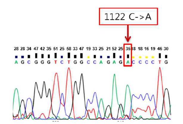Sequencing 방법을 이용한 AEBP1 mutant type 확인