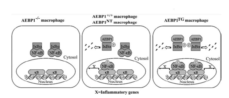 AEBP1의 NF-κB 조절 기전