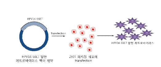선행 연구에서 불멸화 세포주 제작 을 위한 E6/E7 레트로바이러스 활용