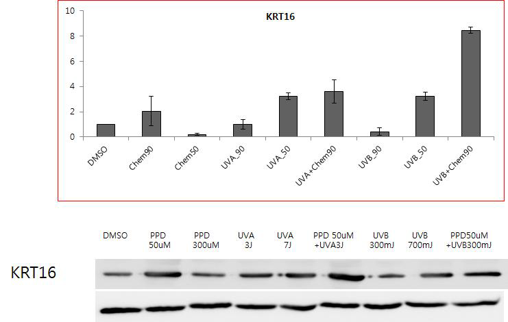 UVA와 특히 B 조사 시 PPD에서 KRT16 mRNA 증가와 유사한 단백발현의 증가