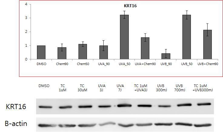 UVB 조사 시 tetracycline에서 KRT16 mRNA 증가와 유사 한 단백발현의 증가