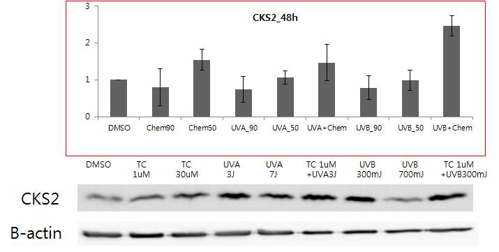 UVA와 B 조사 시 tetracycline에서 CSK2 mRNA 증가와 유사한 단백발현의 증가