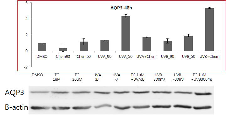 UVB 조사 시 tetracycline에서 AQP3 mRNA 증가와 유사한 단백발현의 증가