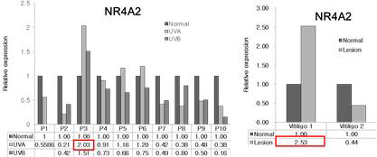 피부조직에서 NR4A2 mRNA 발현변화율