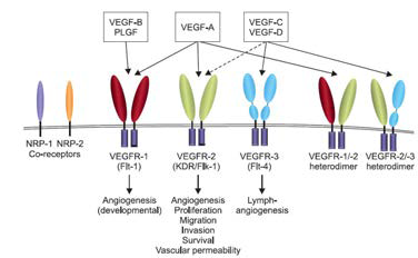 VEGF 종류 및 수용체 반응에 따른 생체반응