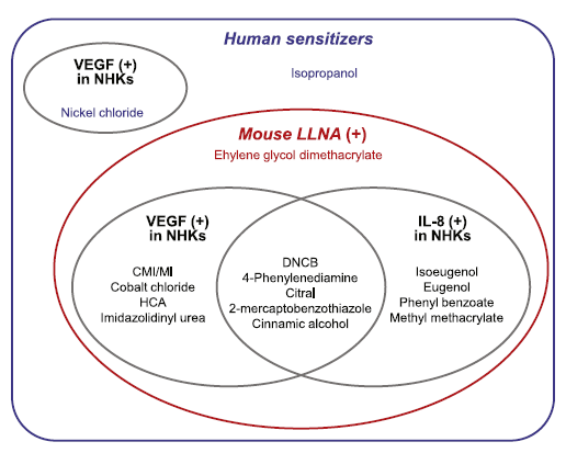 각질세포에서 TG 429 표준물질에 의한 VEGF/IL-8 발현양상 분석
