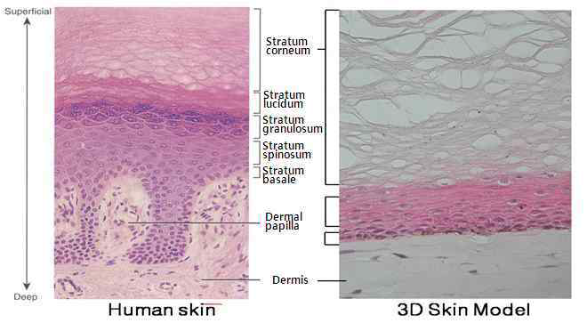 인간 실제 피부와 인공피부의 층 비교