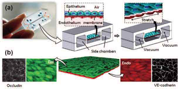 하버드 대학의 Donald Ingber 교수팀에서 개발한 인체 폐 모사 칩