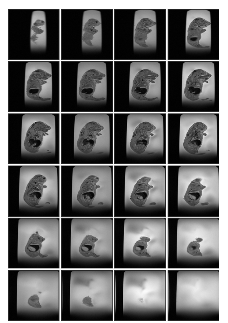 Cyclophosphamide 투여 (rat 1, ex-vivo) 후 태자의 20일 째 T2 weighted images