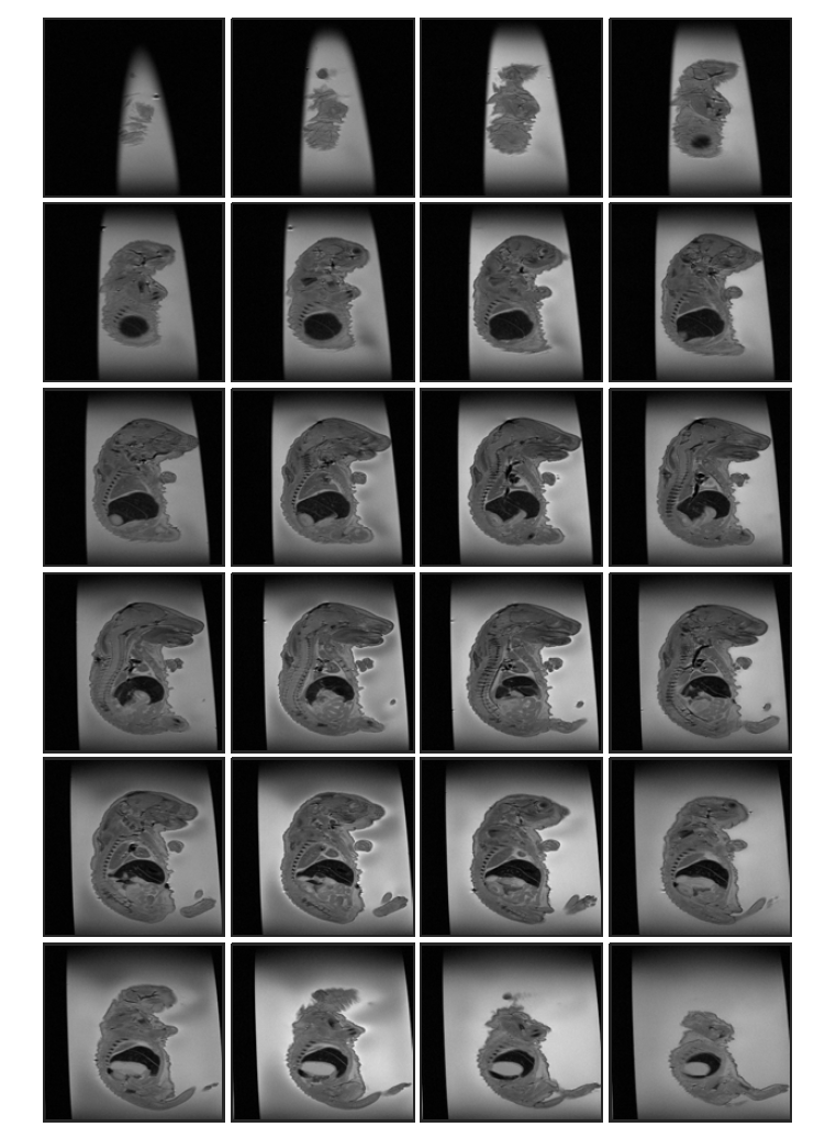 Cyclophosphamide 투여 (rat 3, ex-vivo) 후 태자의 20일 째 T2 weighted images