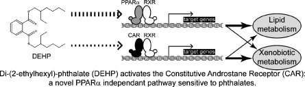 PPARα agonist인 DEHP는 독립적인 경로로 CAR를 활성화시킴(Eveillard et al., 2009)