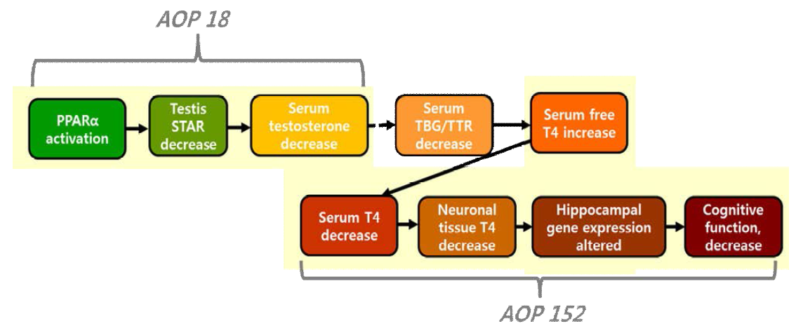 갑상선 관련 AOP 제안 2(PPARα activation leading to adverse neurodevelopmental outcomes in males)