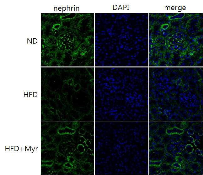 신장조직 nephrine의 면역형광염색 결과