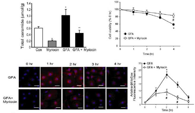 GFA 처리에 의한 족세포 손상과 myriocin 처리에 의한 회복