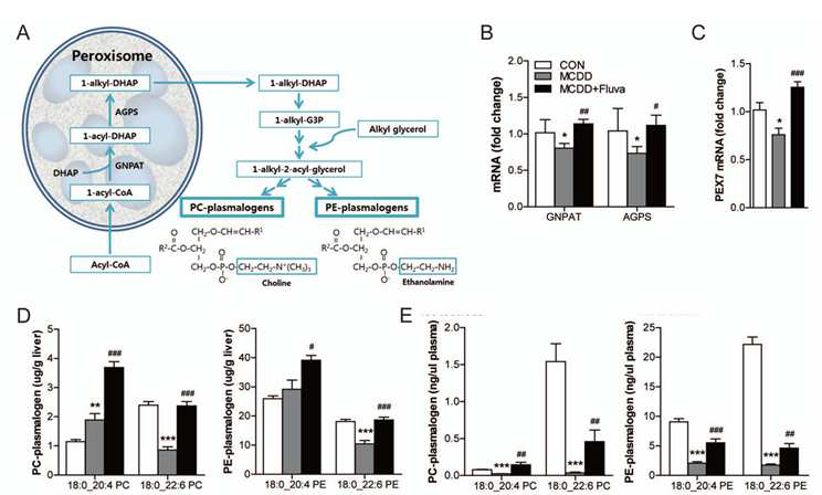 Fluvastatin 처리에 의한 plasmalogen level 변화