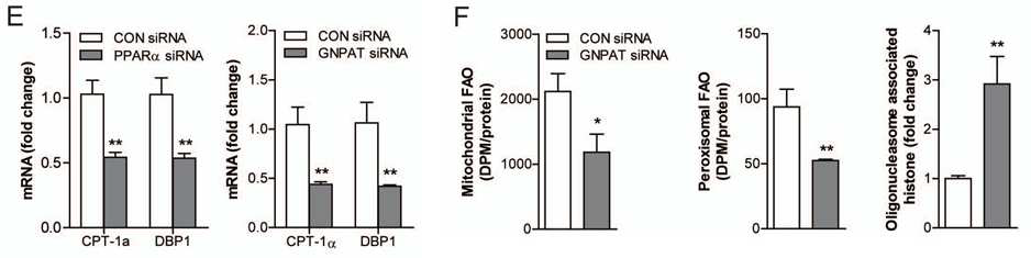 GNPAT siRNA 처리에 의한 간세포 지방산 산화능 및 세포사멸