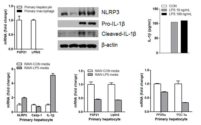 LPS에 의한 대식세포 IL-1􌩁가 간세포 FGF21과 lipin2 발현에 미치는 영향