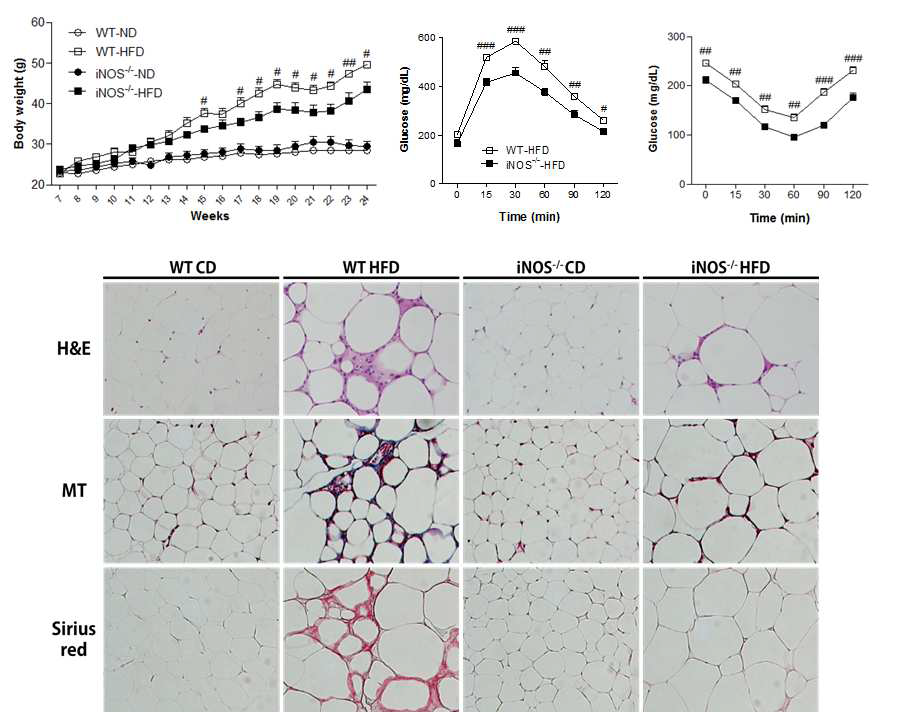 대조군과 iNOS K/O mice의 대사표현형 및 지방조직 변화