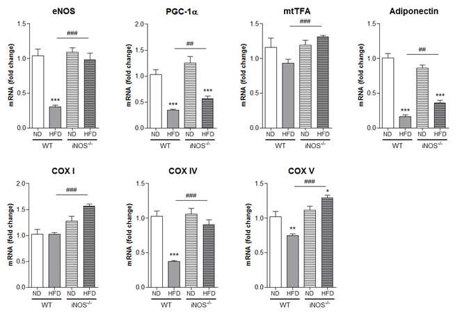 지방조직 mitochondrial biogenesis & respiratory complex protein 발현 변화