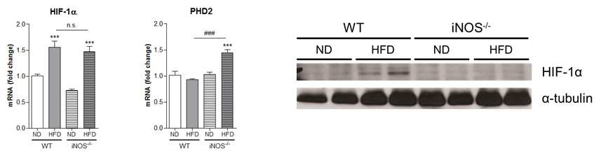HFD 섭취에 따른 지방조직 HIF-1􌩀 level 증가와 iNOS K/O mice에서의 변화