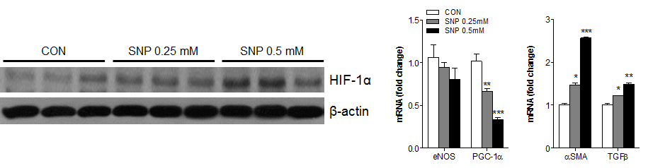 NO donor 처리에 따른 3T3-L1 preadipocyte의 HIF-1α level 변화와 PGC-1α 발현 감소