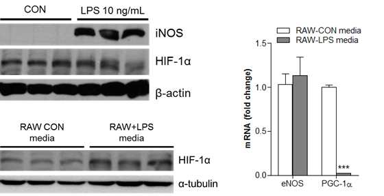 LPS-stimulated macrophage의 conditioned media transfer