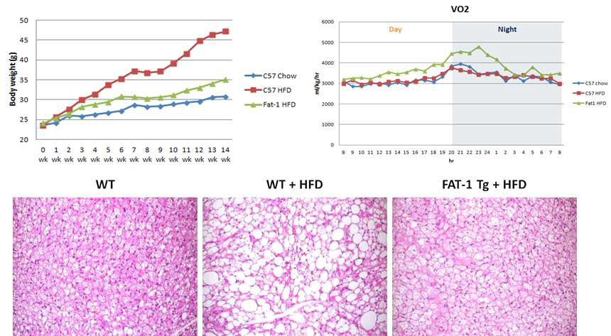Fat-1 Tg mice의 BAT 백색화 억제효과