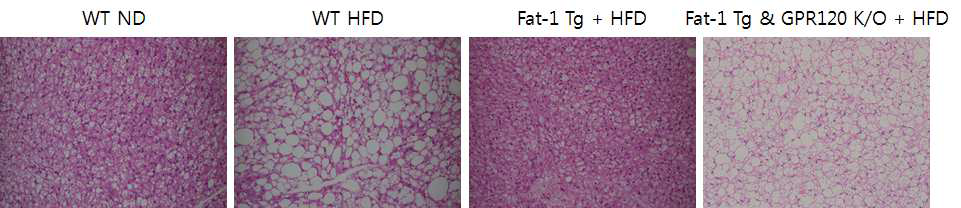 GPR120 K/O에 의한 Fat-1 Tg mice BAT 백색화