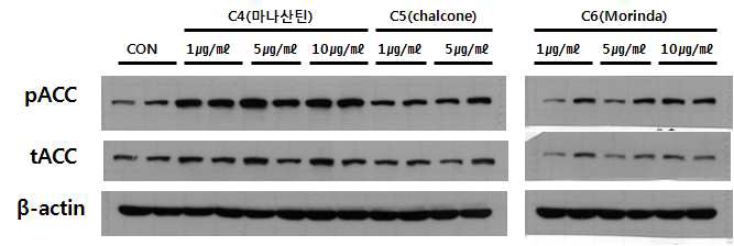 천연물 처리에 의한 ACC 활성화 확인