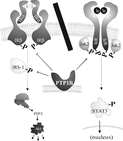 Regulation of the insulin and leptin signaling pathways by PTP1B