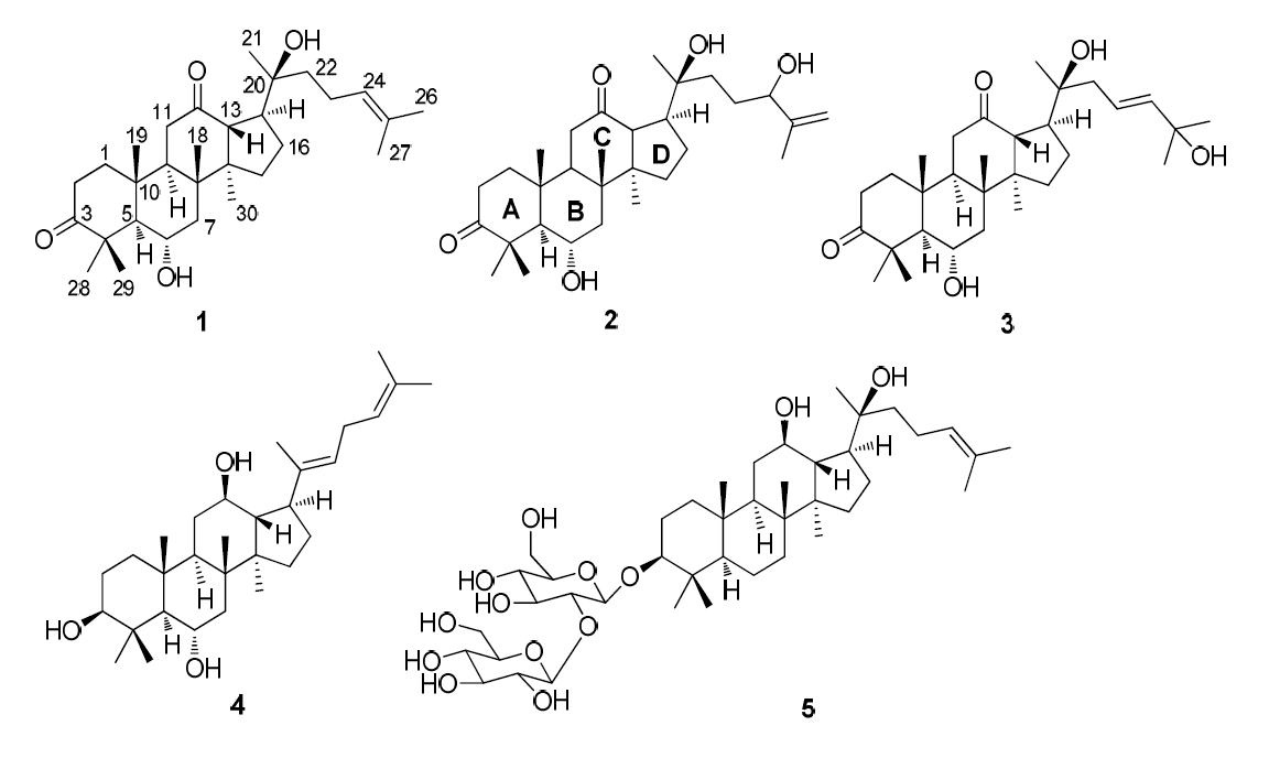 P anax ginseng 의 잎으로부터 분리한 신규 SIRT1 활성화 물질 (1 - 3) 및 기지물질 (4와 5)의 구조