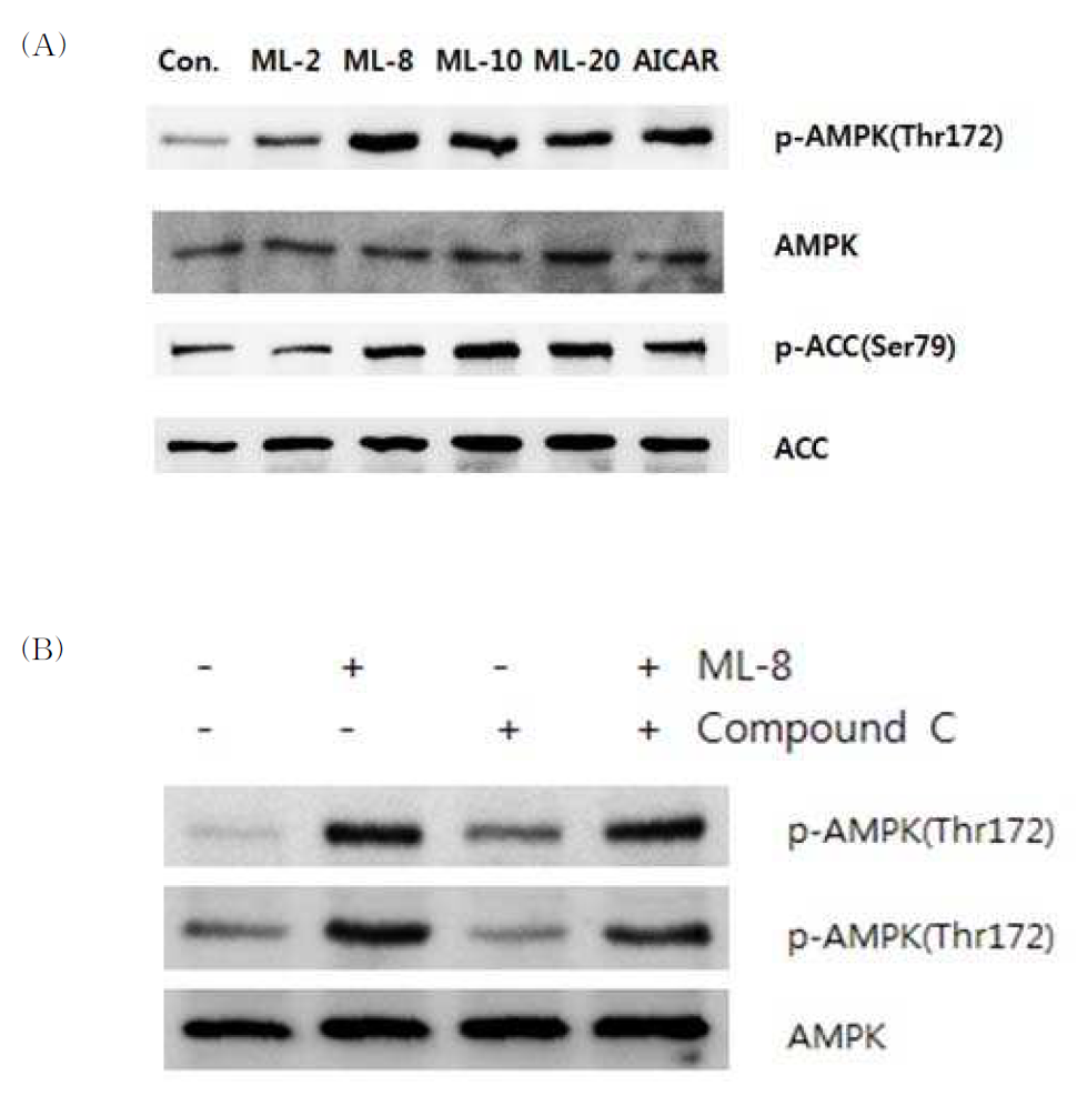 Stimulatory effects of compounds 2, 8, 10 and 20 on AMPK in differentiated C2C12 cells (A).