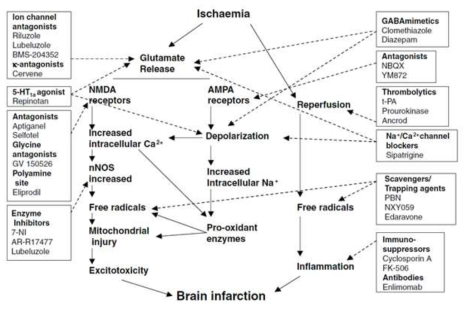 A Simplified Diagram of the Mechanisms Involved in the Ischemic Cascade