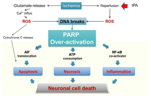 Neuronal Cell Death Pathway Involved in Ischemic Stroke