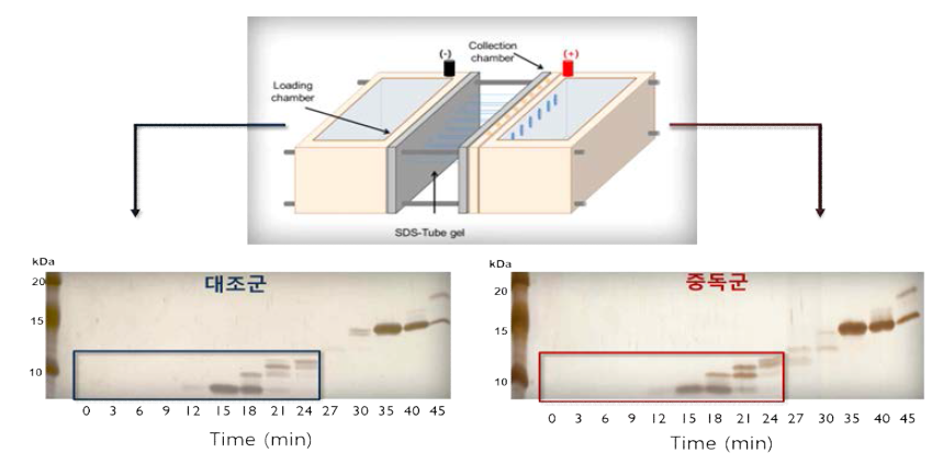 Tube gel electrophoreis를 이용한 저분자량의 펩타이드 분리 이미지