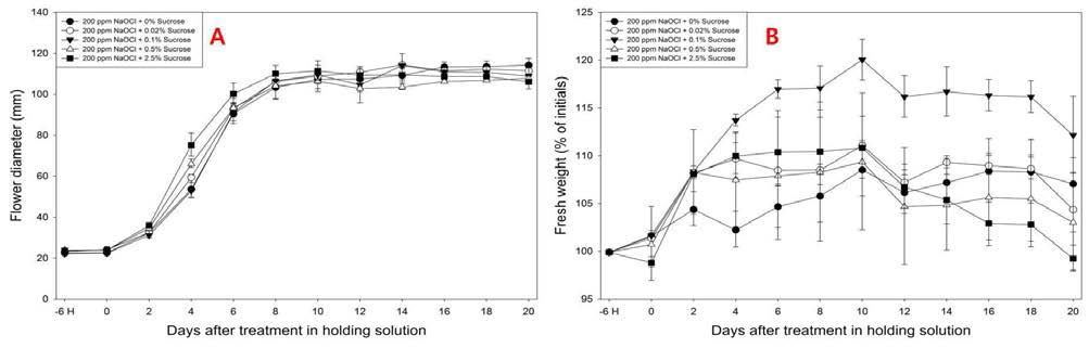 전처리 200mg·L-1 NaOCl과 Sucrose농도에 따른 절화국화 ‘신마’ 화폭(A)과 생체중(B) 변화