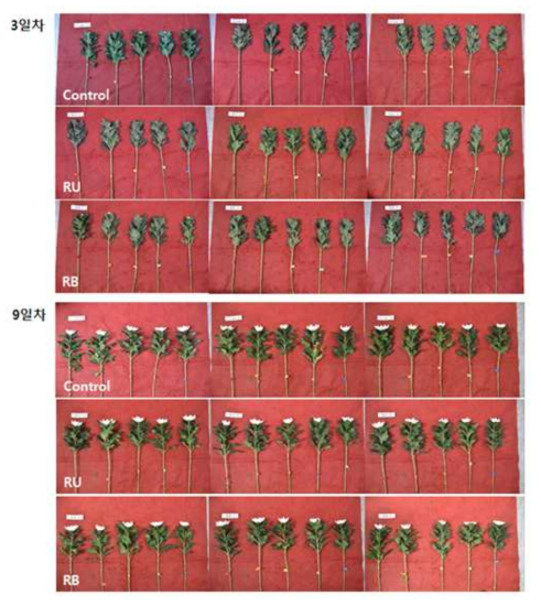 주요 2가지 처리군(RU처리, RB처리)에서 신마의 잎마름 상태(2017년 3월 전남 해남군 신마실험)