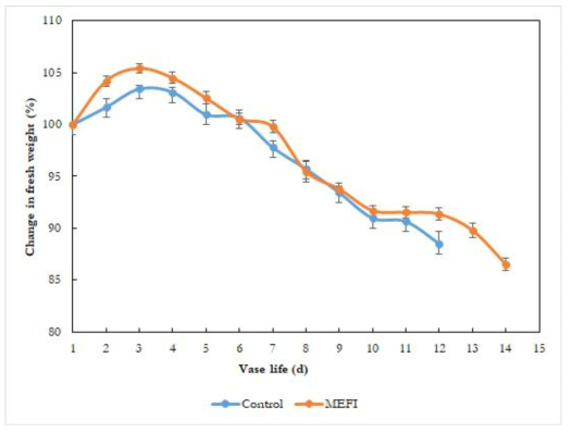 무처리 vs MEFI처리군의 생체중변화율 비교