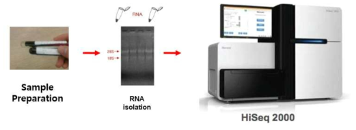 Whole-transcriptome sequencing using NGS technologies