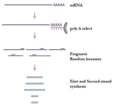 mRNA isolation & library construction process