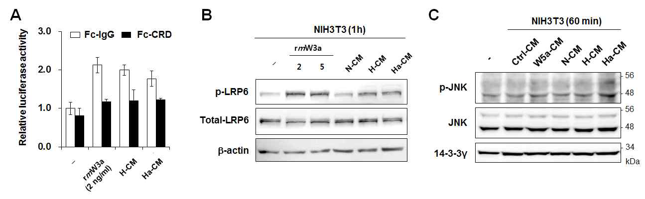 Wnt signaling in hypoxic conditioned media.