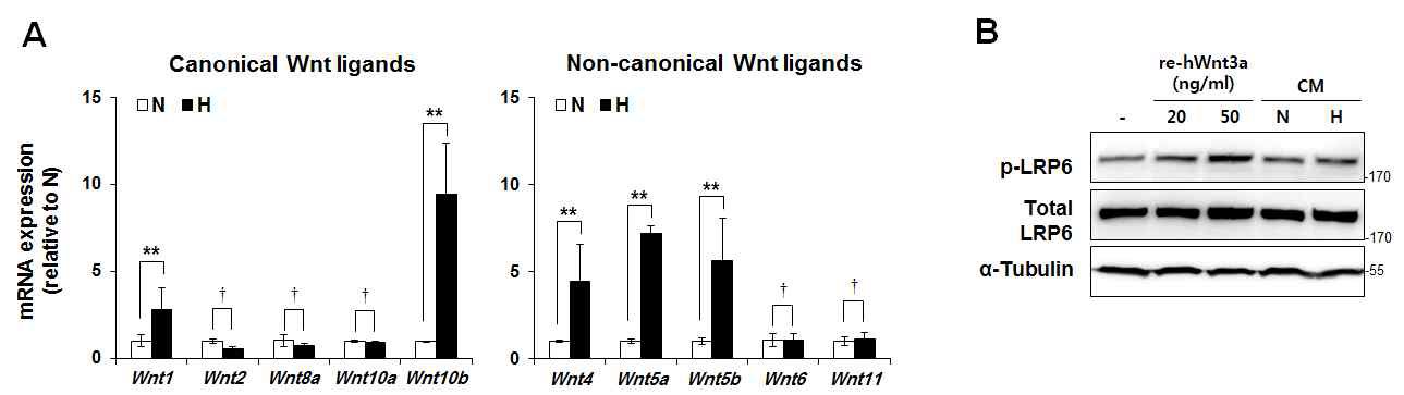 Effect of hypoxia on the human Wnt ligands expression.