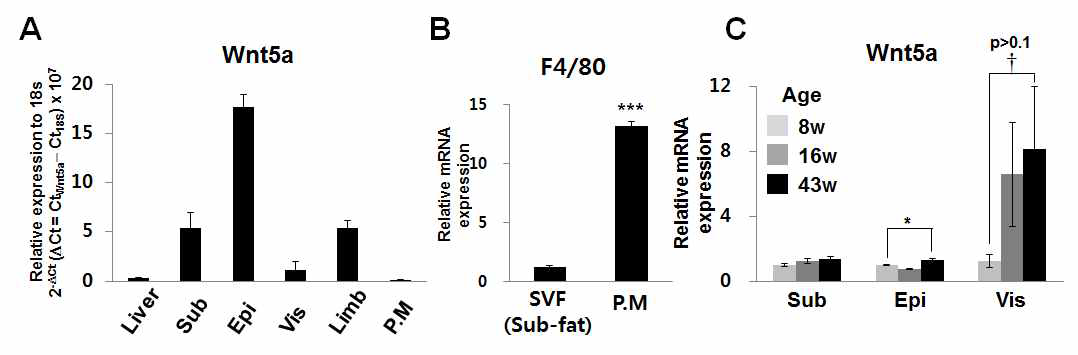 Wnt5a 발현조직 확인 및 나이에 따른 Wnt5a 발현변화