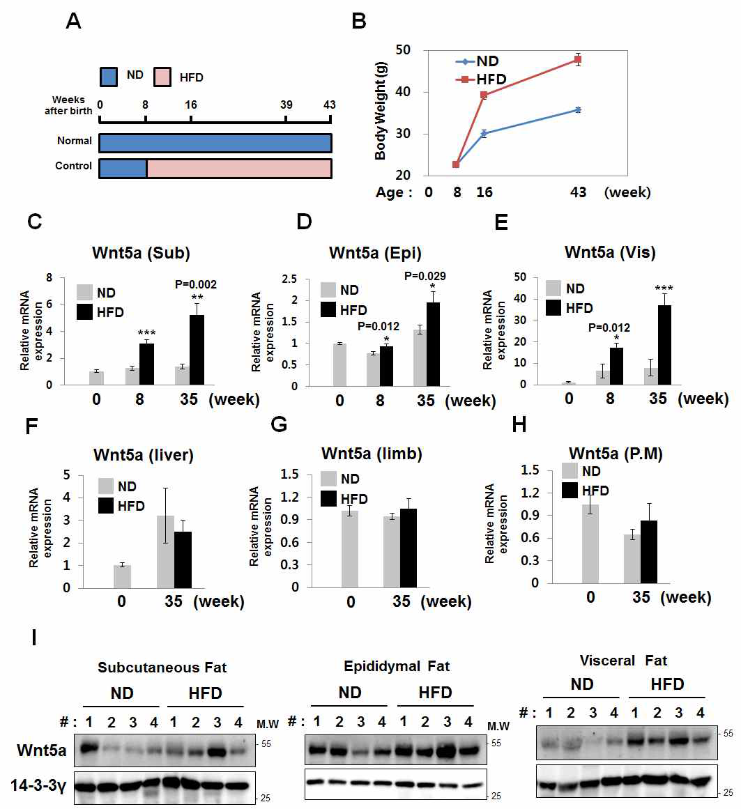 비만지방조직에서의 Wnt5a 발현변화