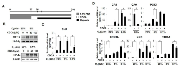 CDCA에 의한 HIF-1a 단백질 감소