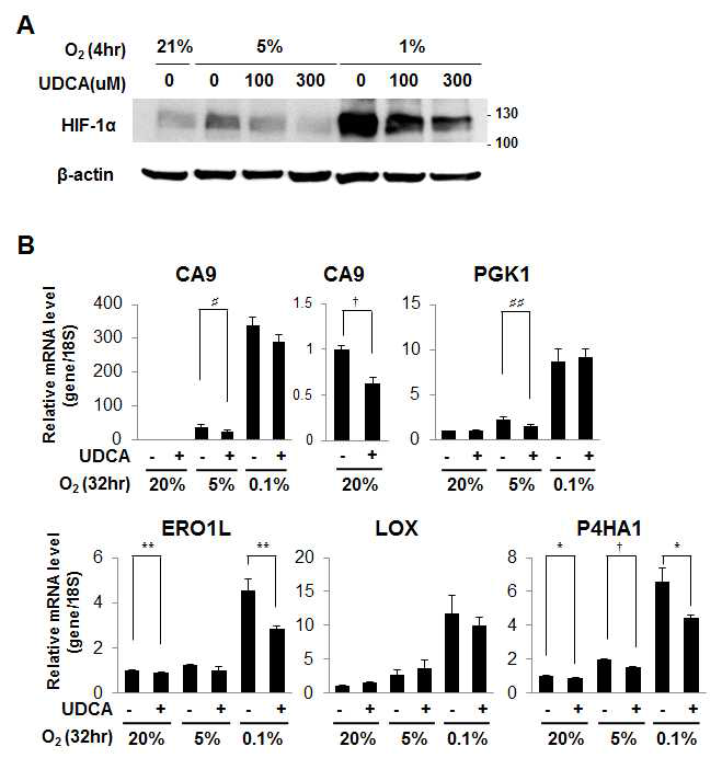 UDCA에 의한 HIF-1a 단백질 감소